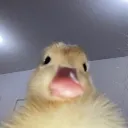 The Duck Dungeon