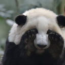 #◇ＤＩＶＡ◇ | .gg/twilighthaven Discord server icon