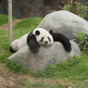 𖧧  ་    🪭 𝗧𝗲𝗮 𝗀𝗋𝗈𝗈𝗏𝗲    ֺ   ָ    𔓘 Discord server icon