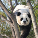 Meow Mansion ≽ᵔᴥᵔ≼ Discord server icon