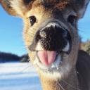 Deer landia :3