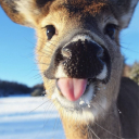 Deer landia :3