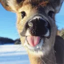Deer landia :3