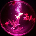 Sapphos Unhinged (18+)