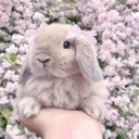 ݁ ˖Ი𐑼⋆ Bunny's Cafe ݁ ˖Ი𐑼⋆