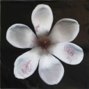 ✨🛸  707 Stardust Cruiser  🛸✨ Discord server icon