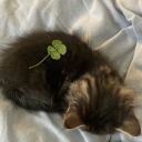 /perk ;fg Discord server icon