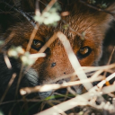 Glow fox's den🦊 Discord server icon