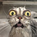 ☽𝑡ℎ𝑒 𝑚𝑜𝑠𝑡 𝑤ℎ𝑖𝑚𝑠𝑖𝑐𝑎𝑙 ℎ𝑎𝑛𝑔𝑜𝑢𝑡☾ Discord server icon