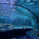 ᶻz ﹒﹒ /Fishyl Empire Aquarium ! Discord server icon