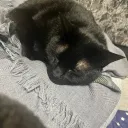 なぎのサーバー