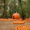 🍂🎃𝕡𝕦𝕞𝕡𝕜𝕚𝕟 𝕡𝕒𝕥𝕔𝕙(¹⁸⁺)🎃⋆.˚