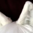 looking for sugar daddy's icon