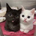 ᰔ・︴Kitties  ｡°  ☆ giveaways ☆ chat ☆ social ☆ banners-pfps ☆ cat stickers Discord server icon