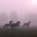 ⭐ Serene Stables