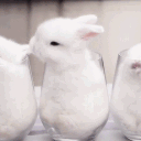 🐰 ⋆˚ʚɞ bunni’s home