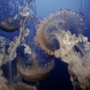 ︵ ⊹ CARIDEA 🪼 Discord server icon