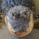 aligatore