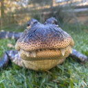 aligatore Discord server icon