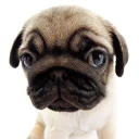 パグの隠れ家 Japanese Study🧋 Discord server icon