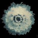 𝐀𝐧𝐭𝐨𝐠𝐮𝐞𝐬 Discord server icon