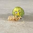BIRB