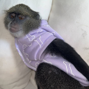 Monkey Fansigns Discord server icon