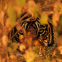 ☾ ₊˚. 𝚃𝚑𝚎 𝚃𝚒𝚐𝚛𝚎𝚜𝚜 𝙲𝚘𝚟𝚎 .˚₊ ☽