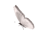 𝑽𝒆́𝒐𝒓𝒂 𝑵𝒐𝒄𝒕𝒖𝒓𝒏𝒆