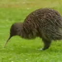 The Kiwi Home