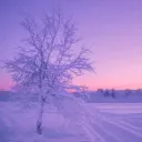 ᴏʀᴄʜɪᴅ 🌺