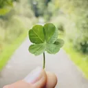 clover cave