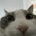 ТРП 𝙎𝙏𝙍𝙀𝙀𝙏 𝙎𝙃𝙊𝙒𝘿𝙊𝙒𝙉