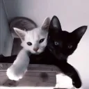 kumi's atms™ discord icon