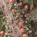 mooshi ! Discord server icon