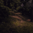 🌻 The Enchanted Grove ✨