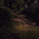 🌻 The Enchanted Grove ✨