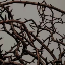 𝒃𝒆𝒏𝒆𝒂𝒕𝒉 𝑡ℎ𝑒 𝒃𝒓𝒊𝒂𝒓 Discord server icon