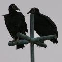 vulture pirate crew