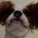 Cavalier Spaniel Emotes!