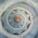 ＃the - conch、🐚 **MERGED WITH /BASTARD** Discord server icon