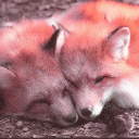 Homely companionship Discord server icon