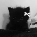 Enzo's Hangout! Discord server icon