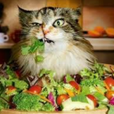 {Salad-Days} ٩(ˊᗜˋ)و Discord server icon