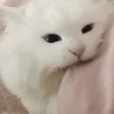 °. ⋆Sιɳƈҽɾҽʅყ⋆. ° Icon