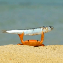 yes Discord server icon