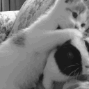 Candye floss Discord server icon