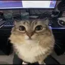 kitty smp :3