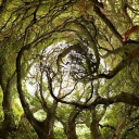 𝓝ew 𝓡oots Discord server icon