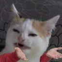 Chipipi 18+ Discord server icon